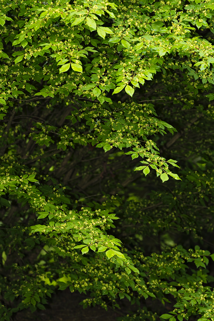 Looking Out My Back Door