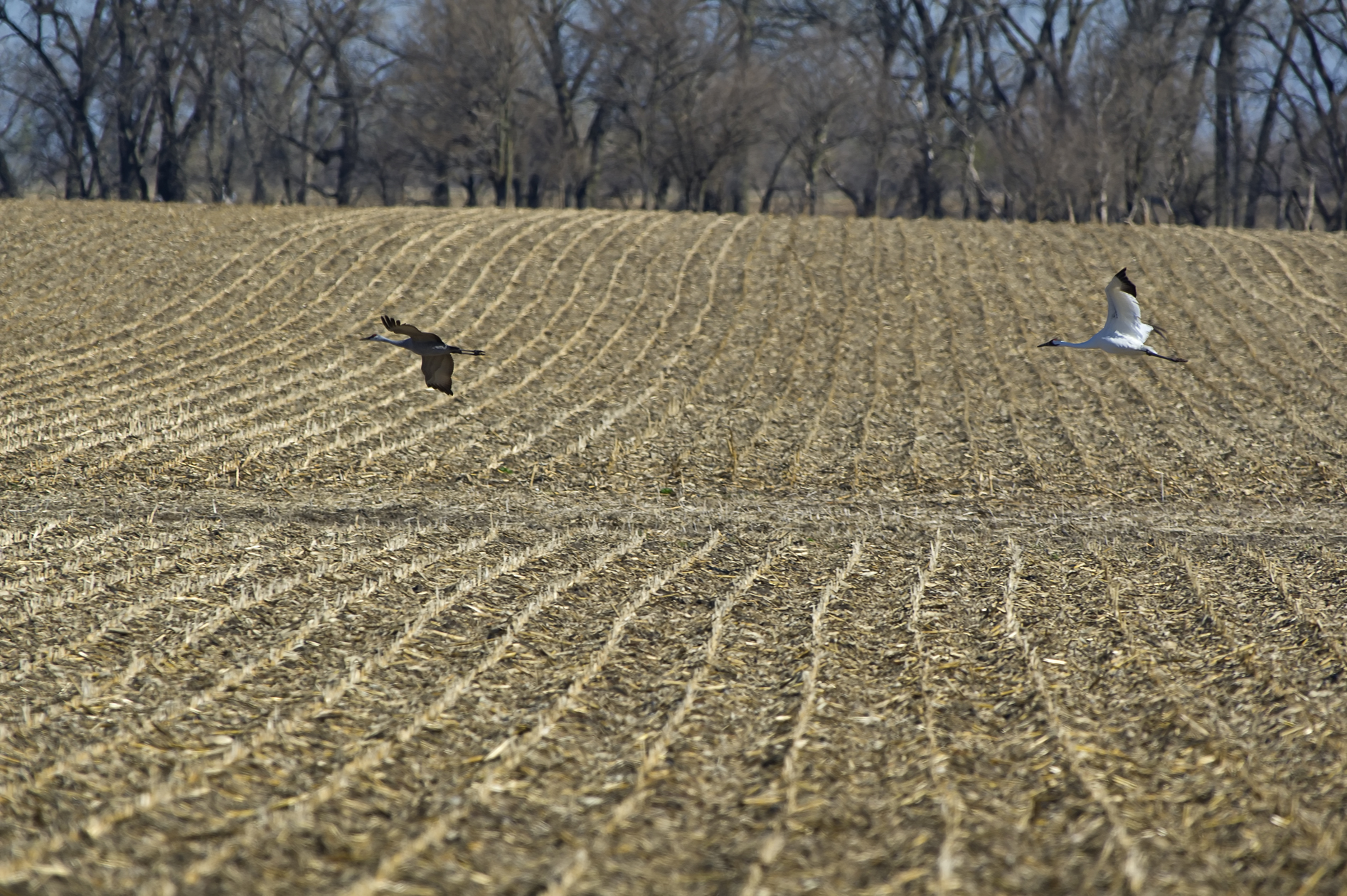 Looking Over the Buffet