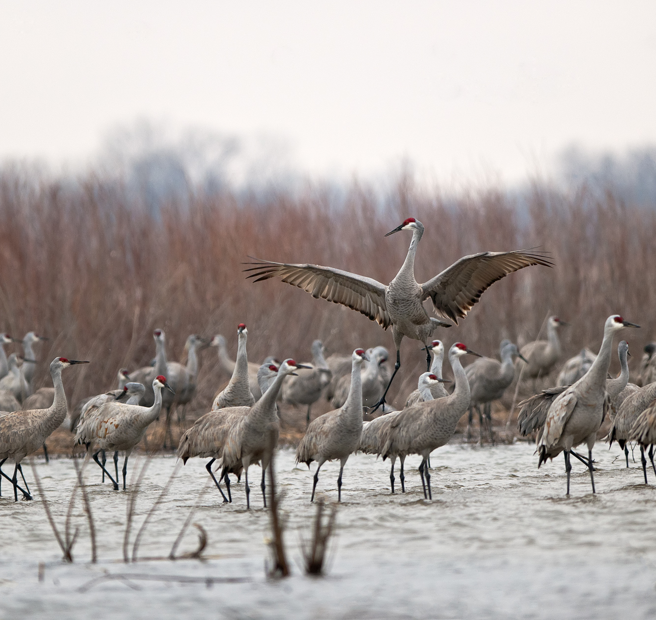 Looking Over the Situation