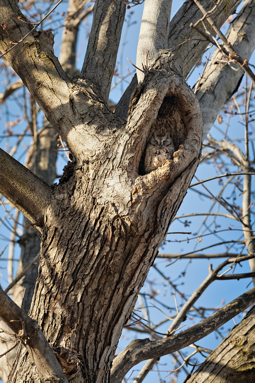 Lost in the Confusion