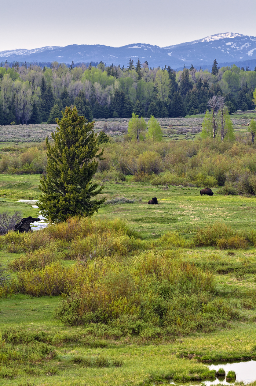 Lounging in the Meadow