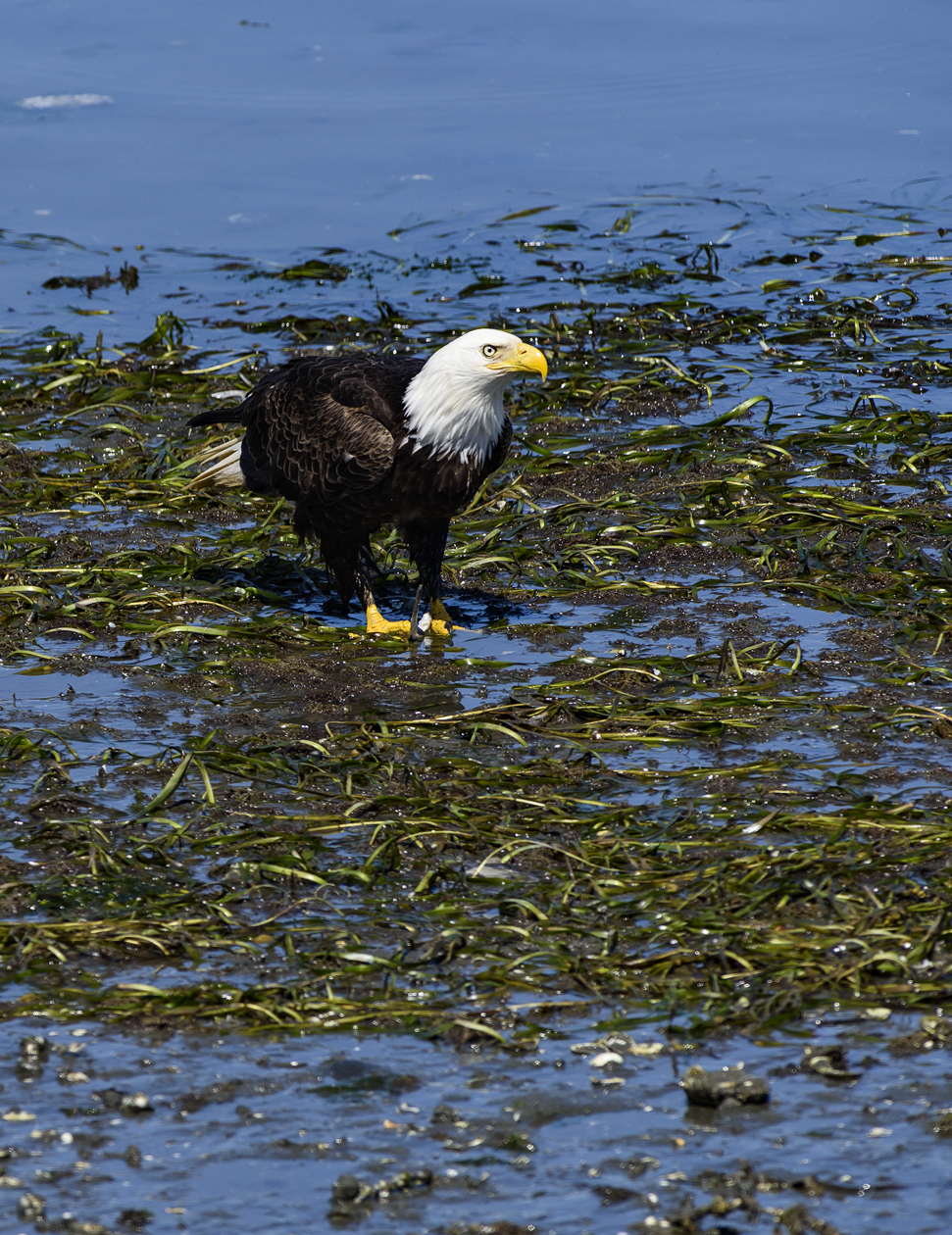 Low Tide Opportunist