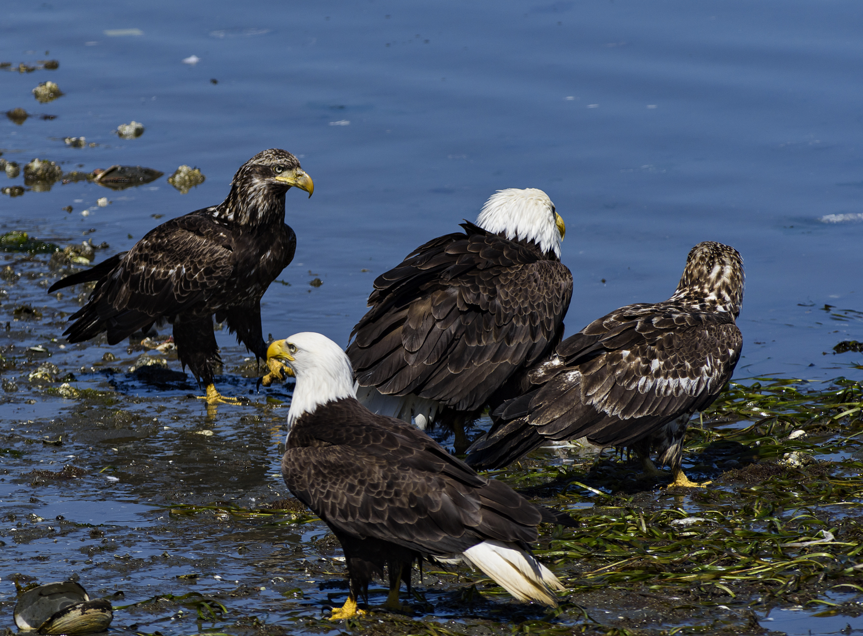 Low Tide Opportunists