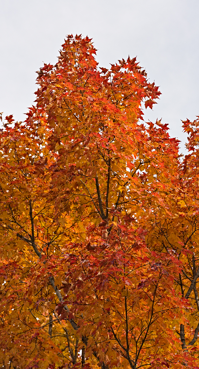 Maple Sugar Morning II