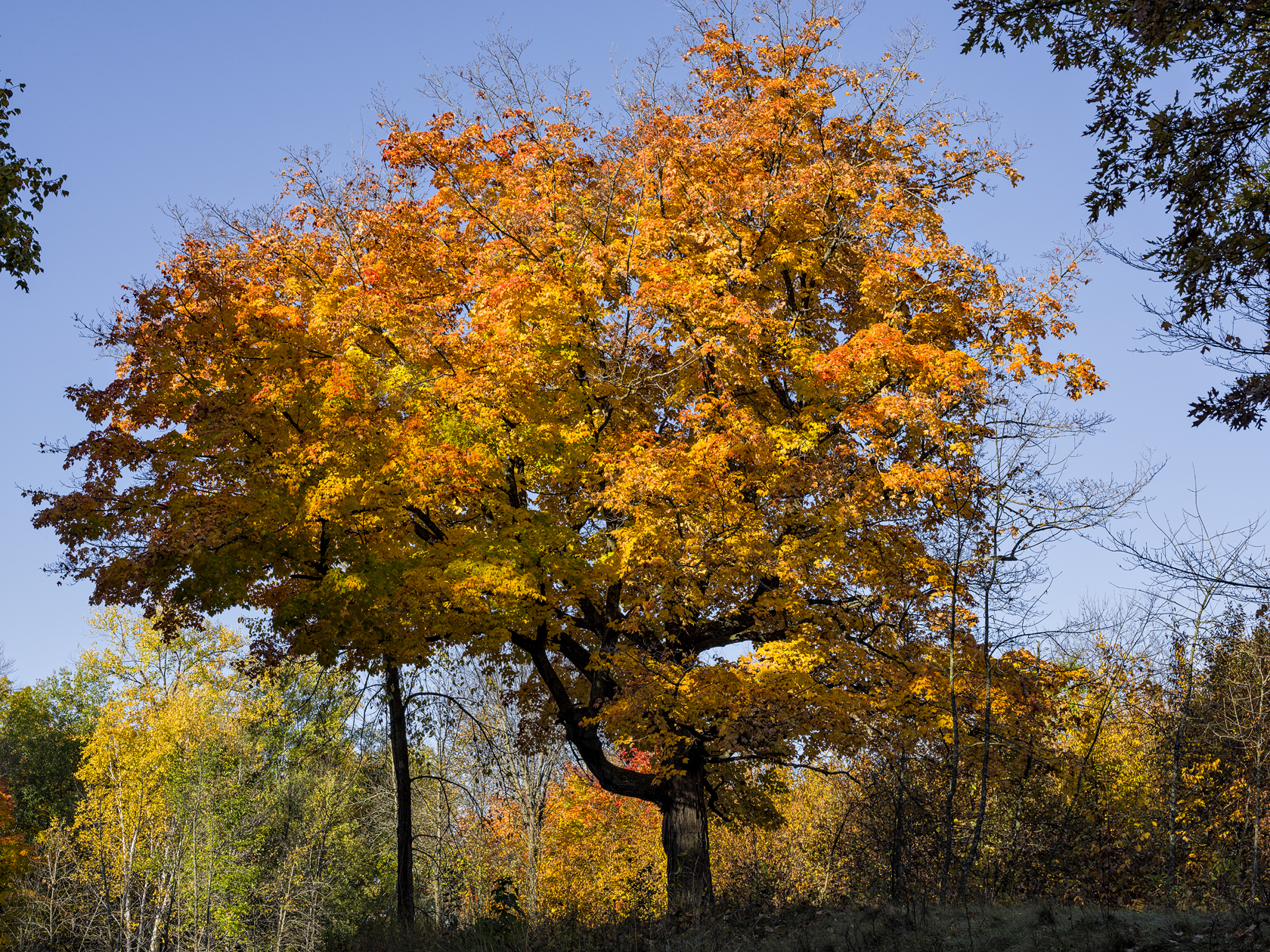 Maplewood State Park Morning II