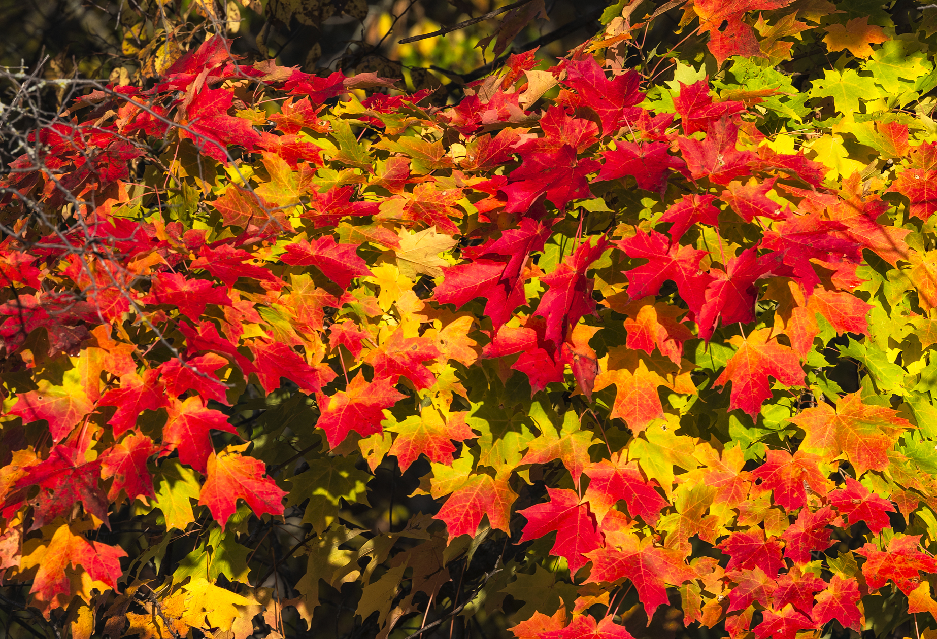 Maplewood State Park Morning III