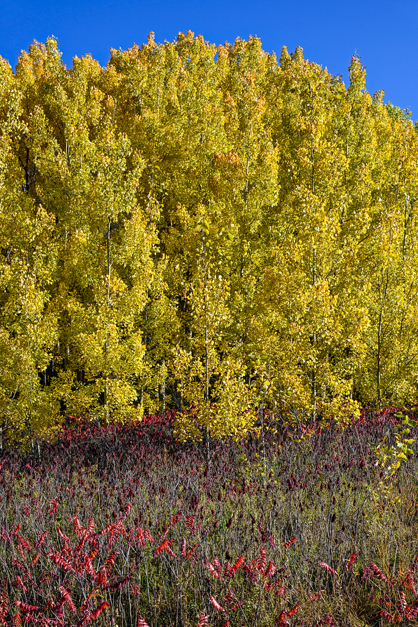 Maplewood State Park Morning IV