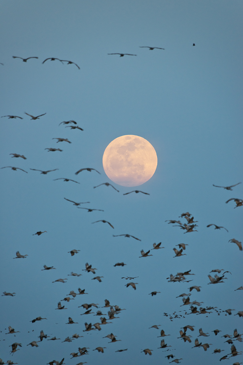 Marching by Moonlight