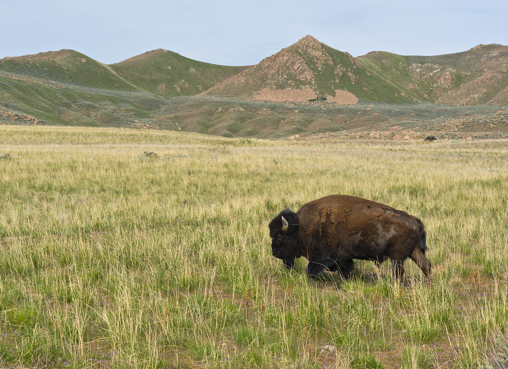 Master of the Island