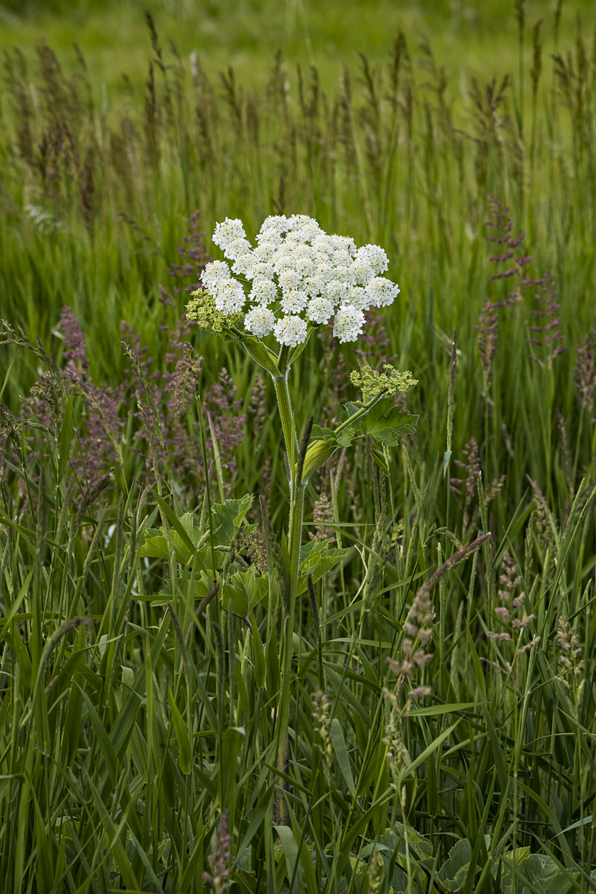 Milkweed Morning