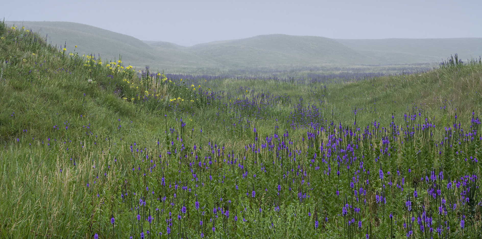 Misty Pasture Morning