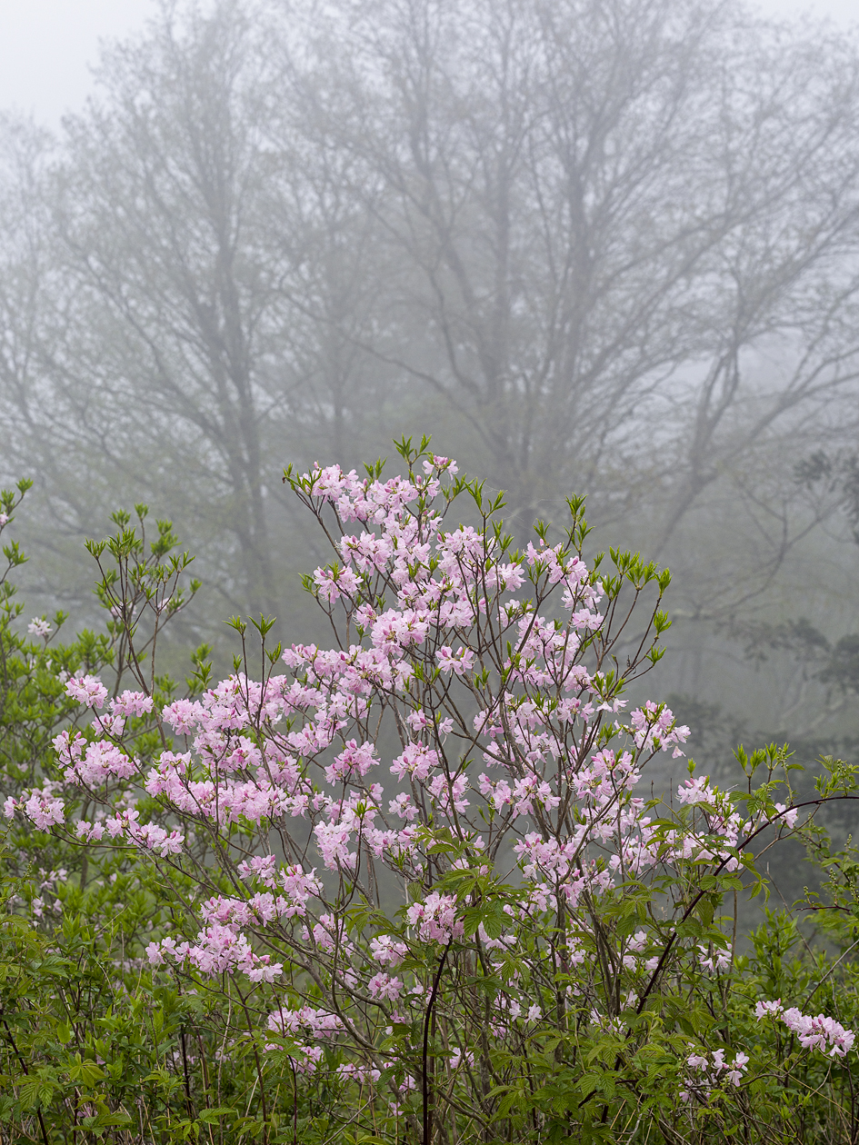 Misty Pink