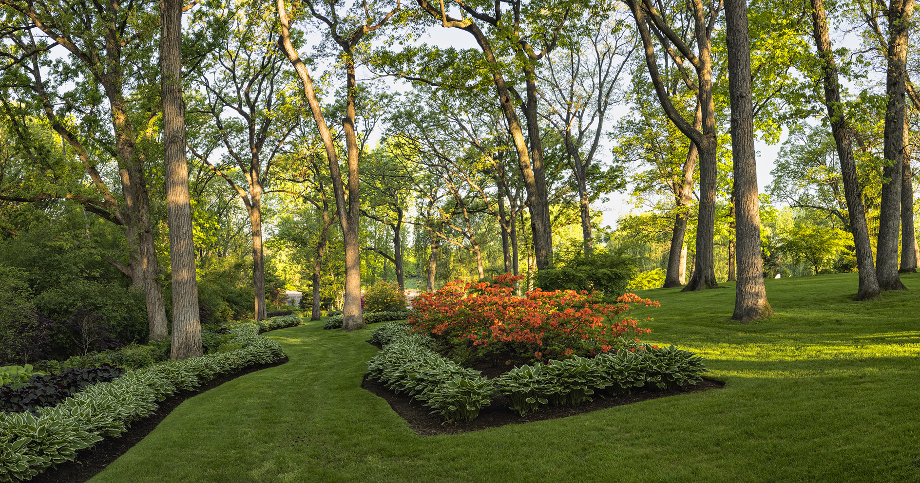 Morning Among the Oaks