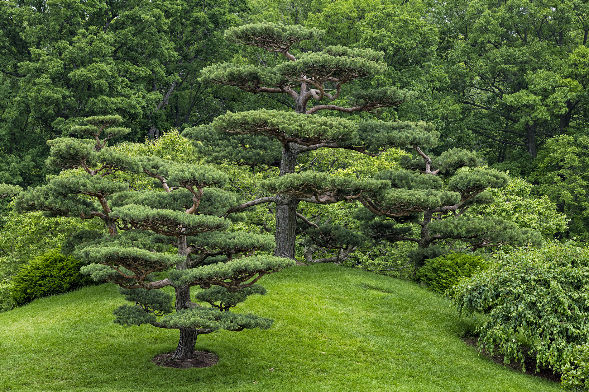 Morning at the Gardens II