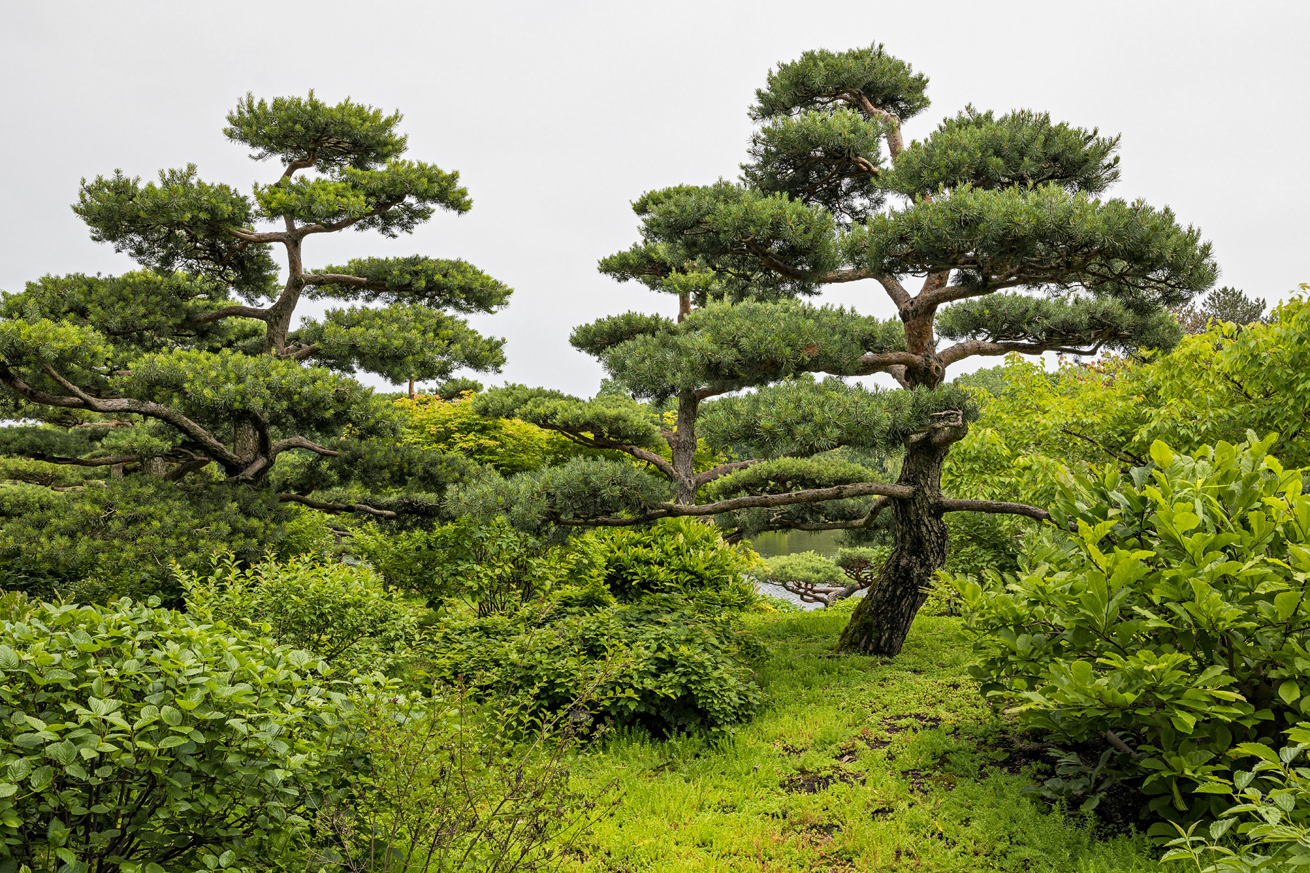 Morning at the Gardens III