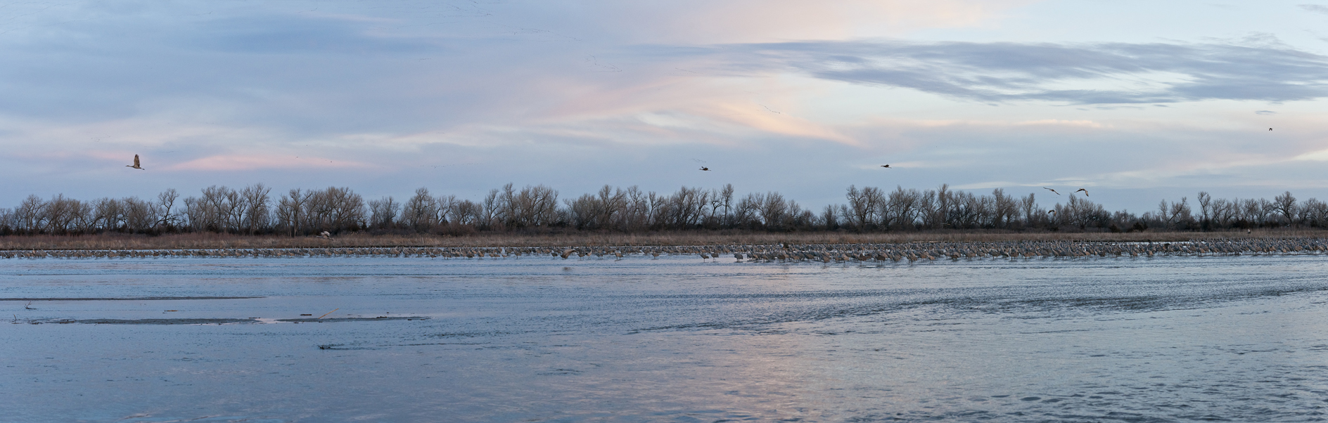 Morning at the Roost