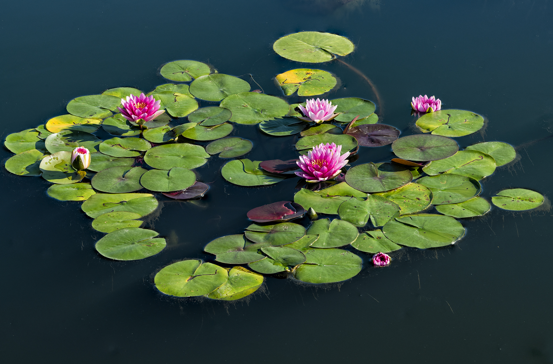 Morning at the Water Garden