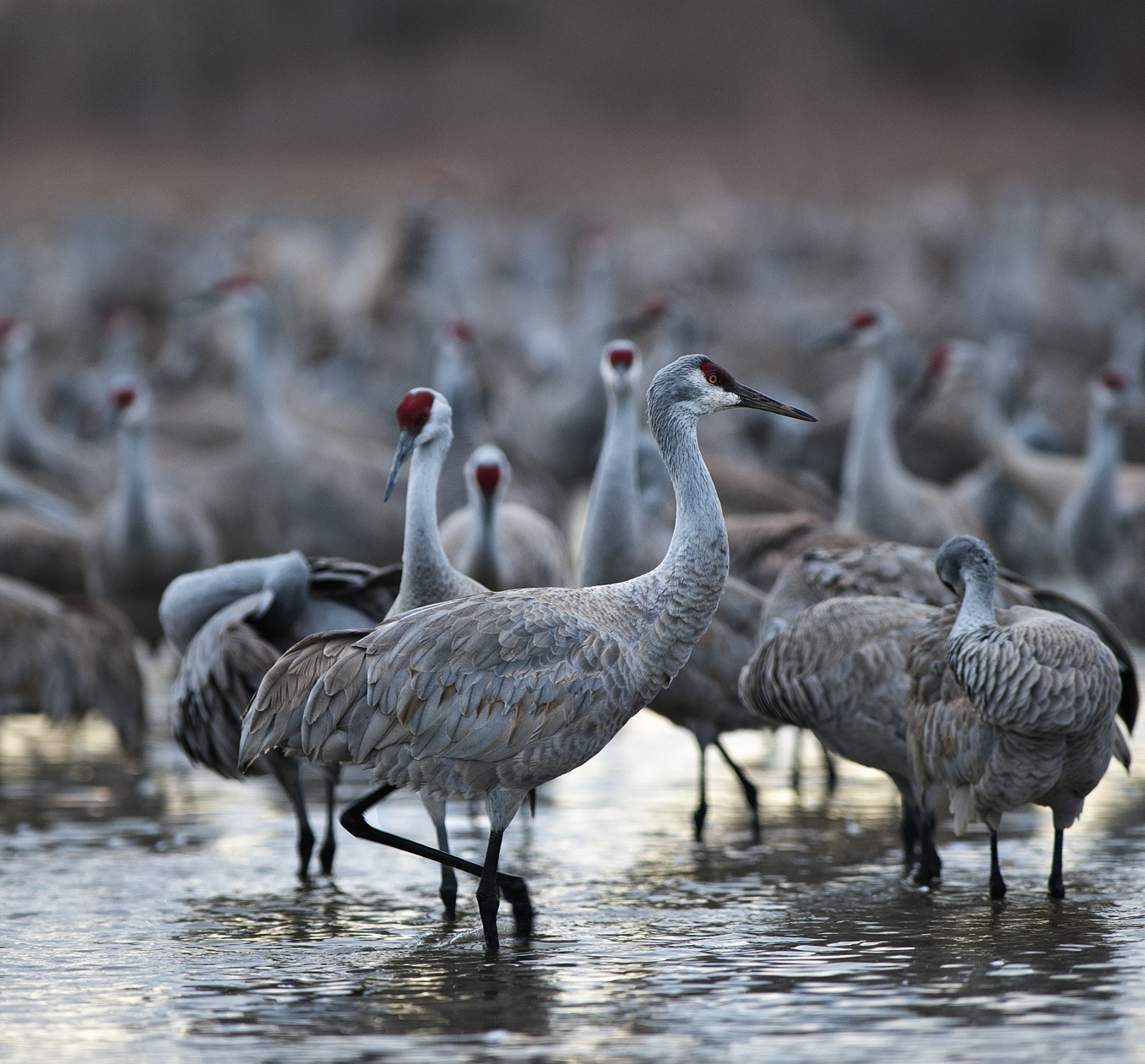 Morning Constitutional