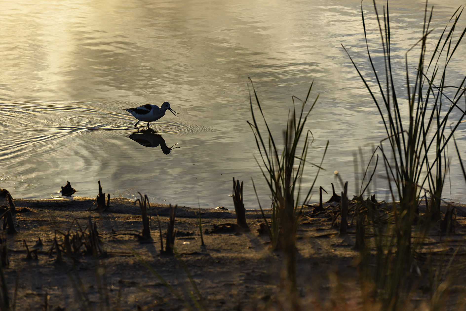 Morning Conversation