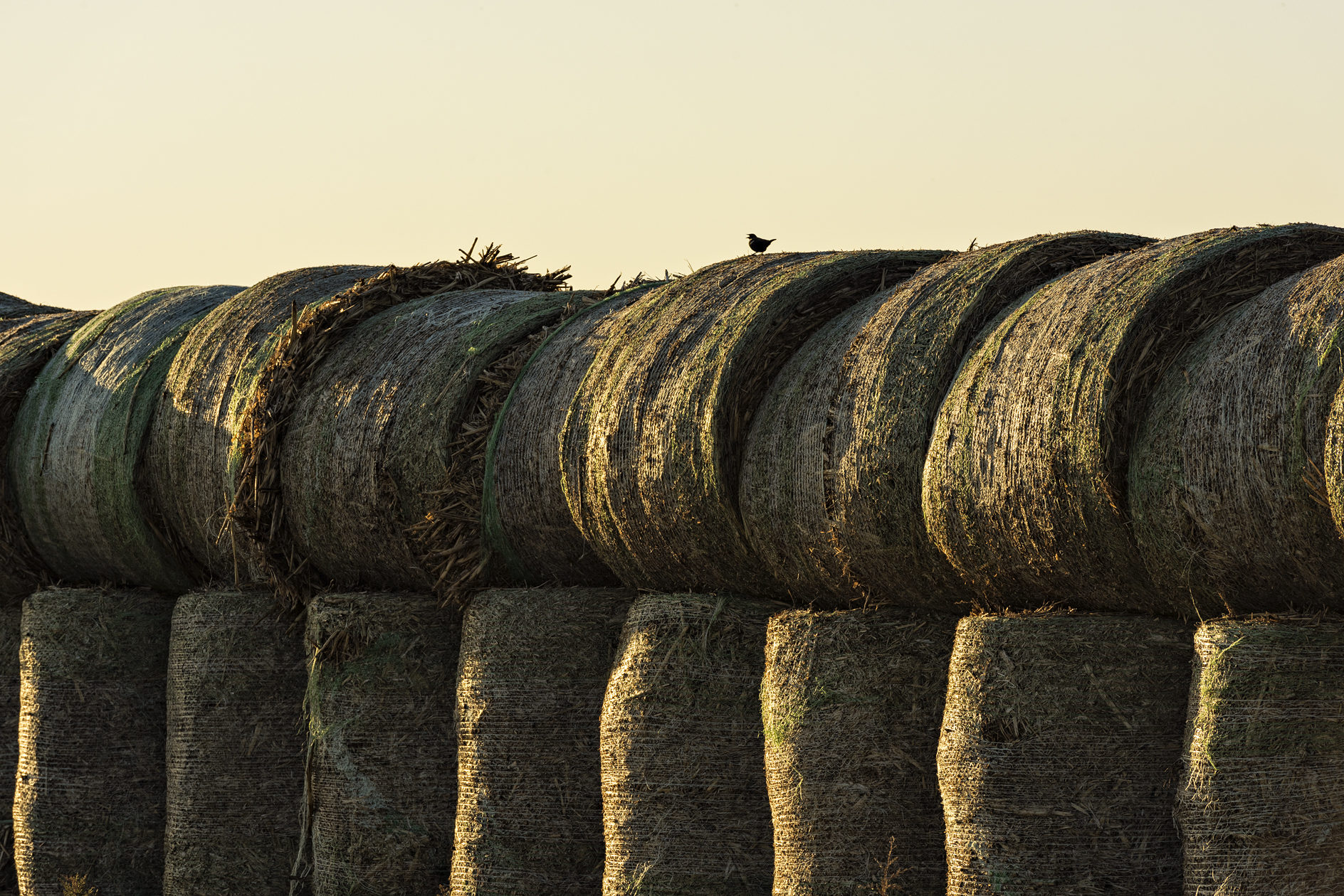 Morning Roll Call II