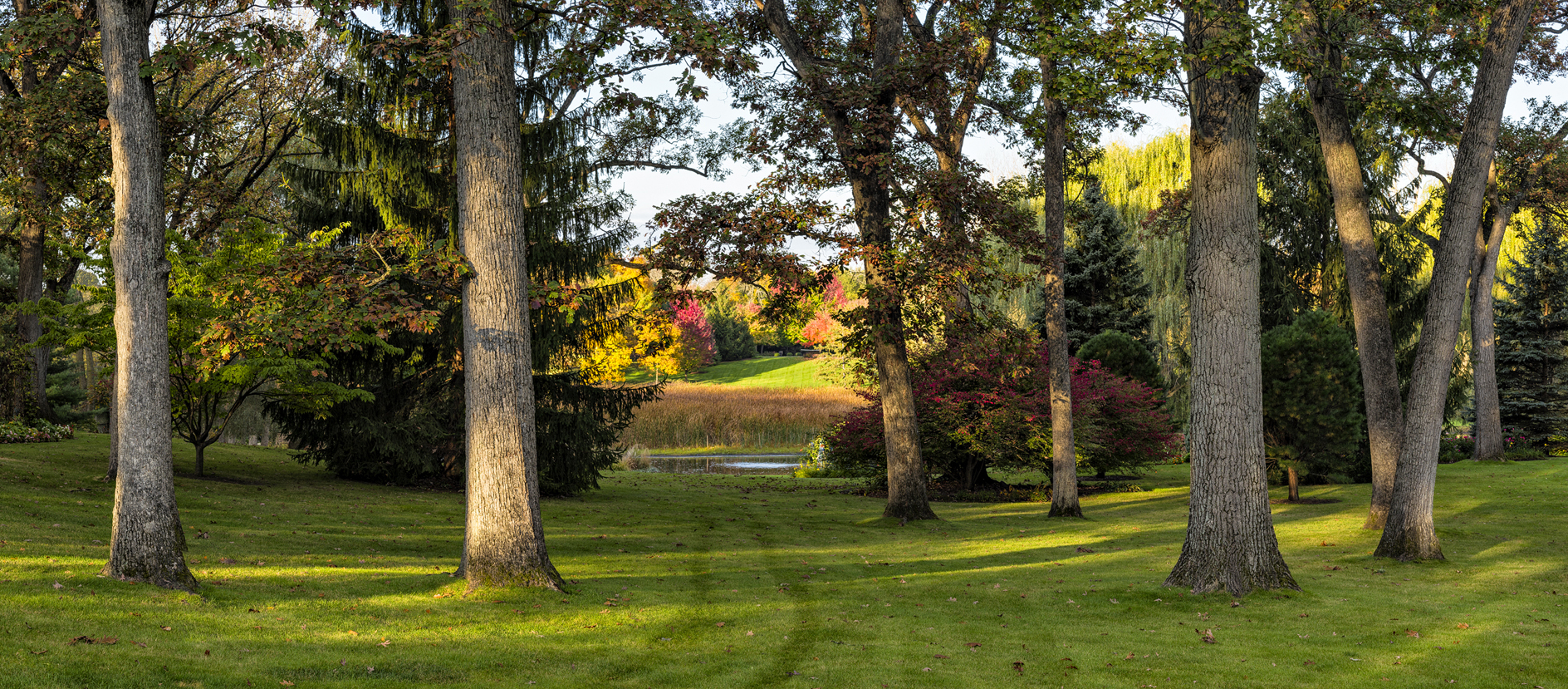 Morning with the Oaks