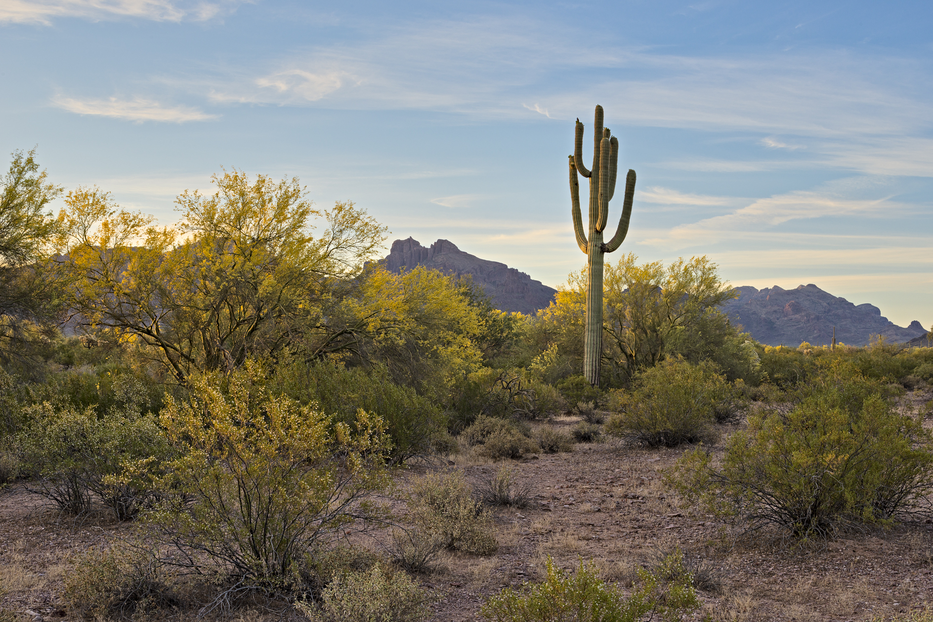 Mornings in the Desert