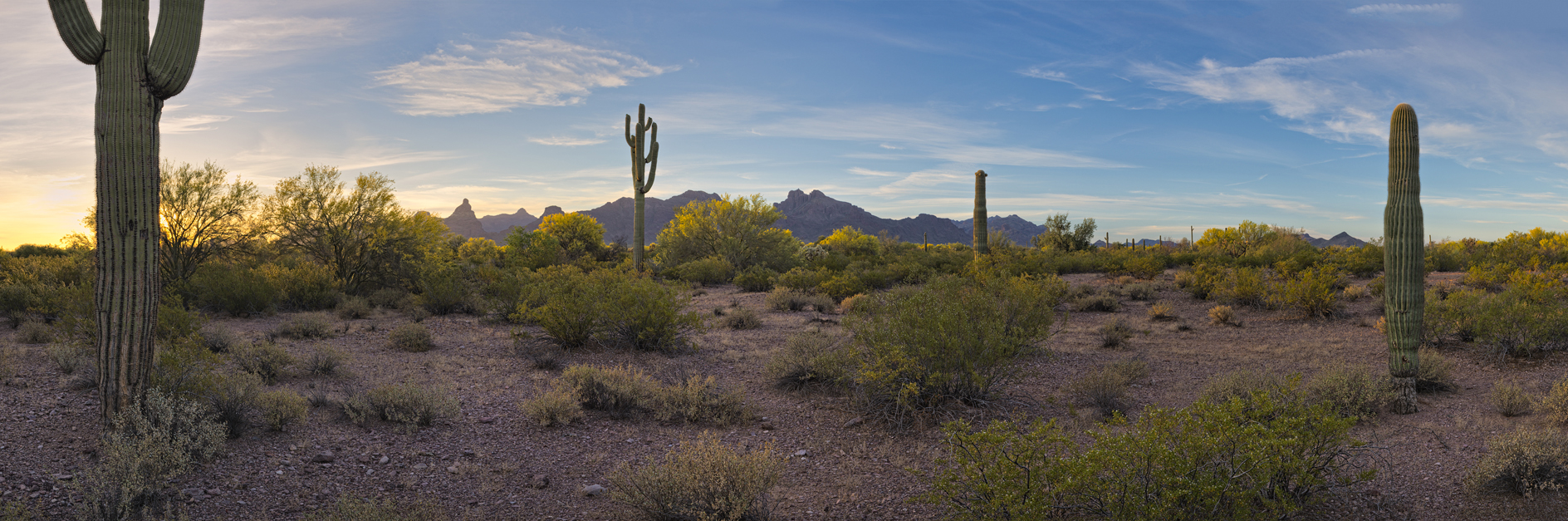 Mornings in the Desert II