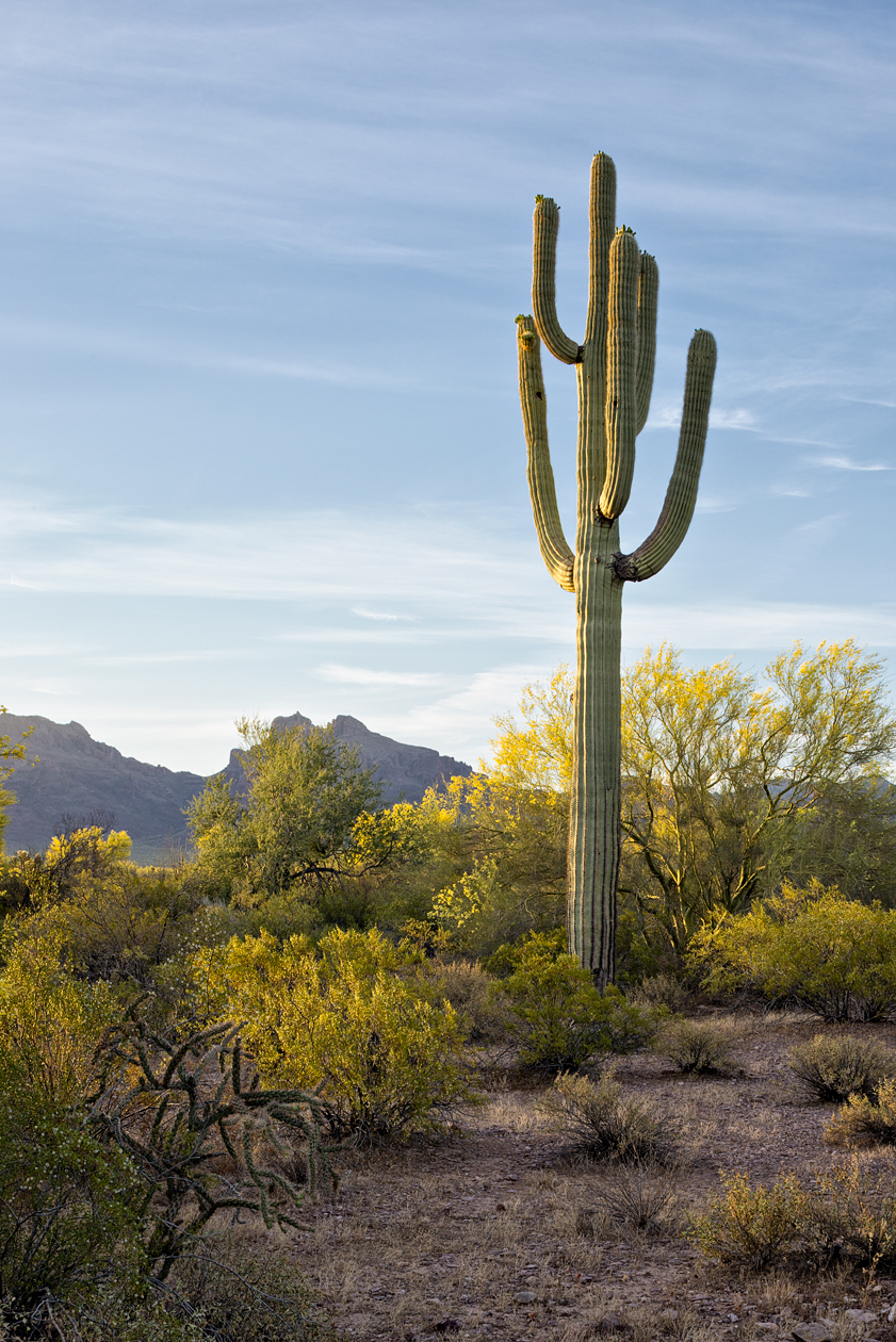 Mornings in the Desert III