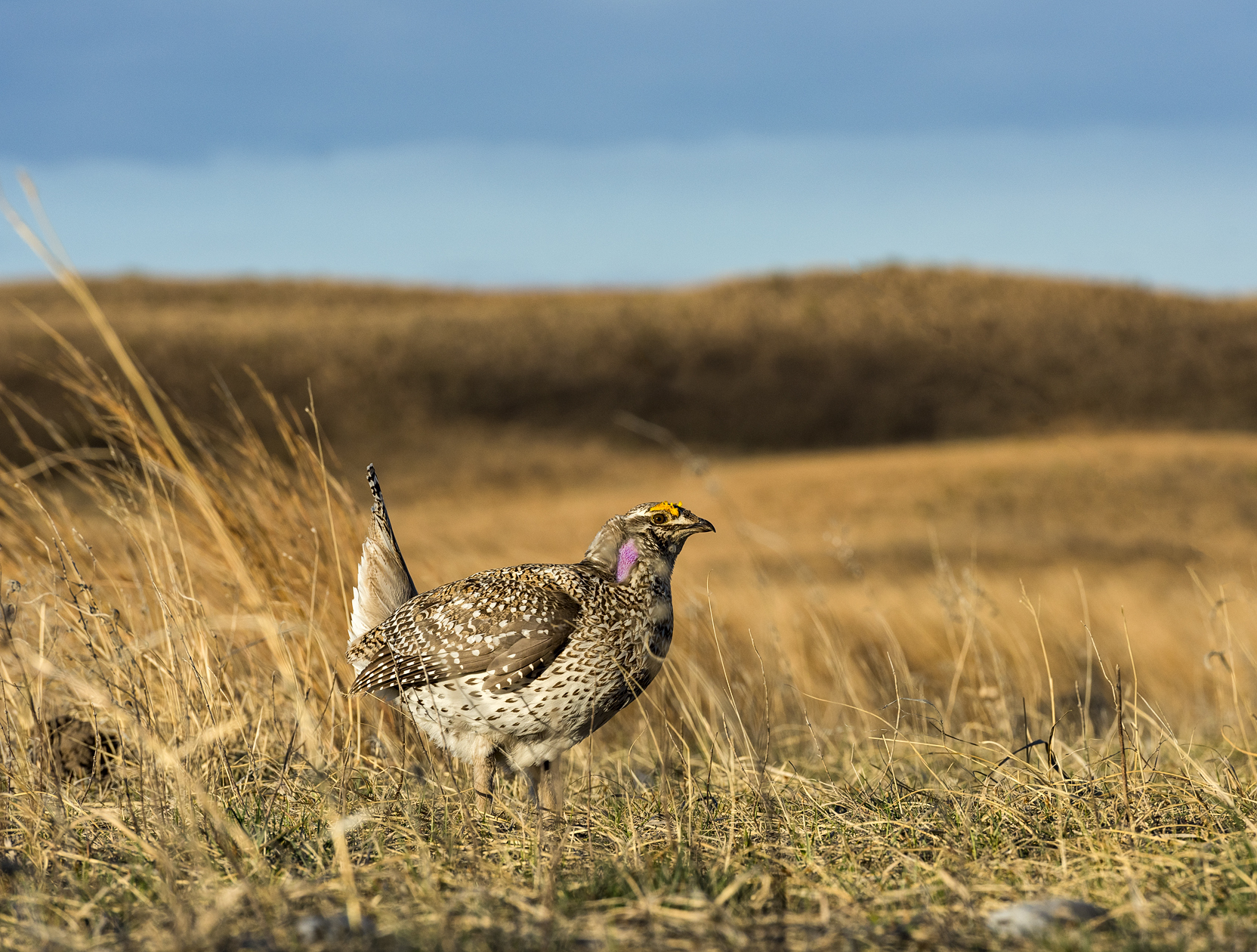 Mornings on the Lek II