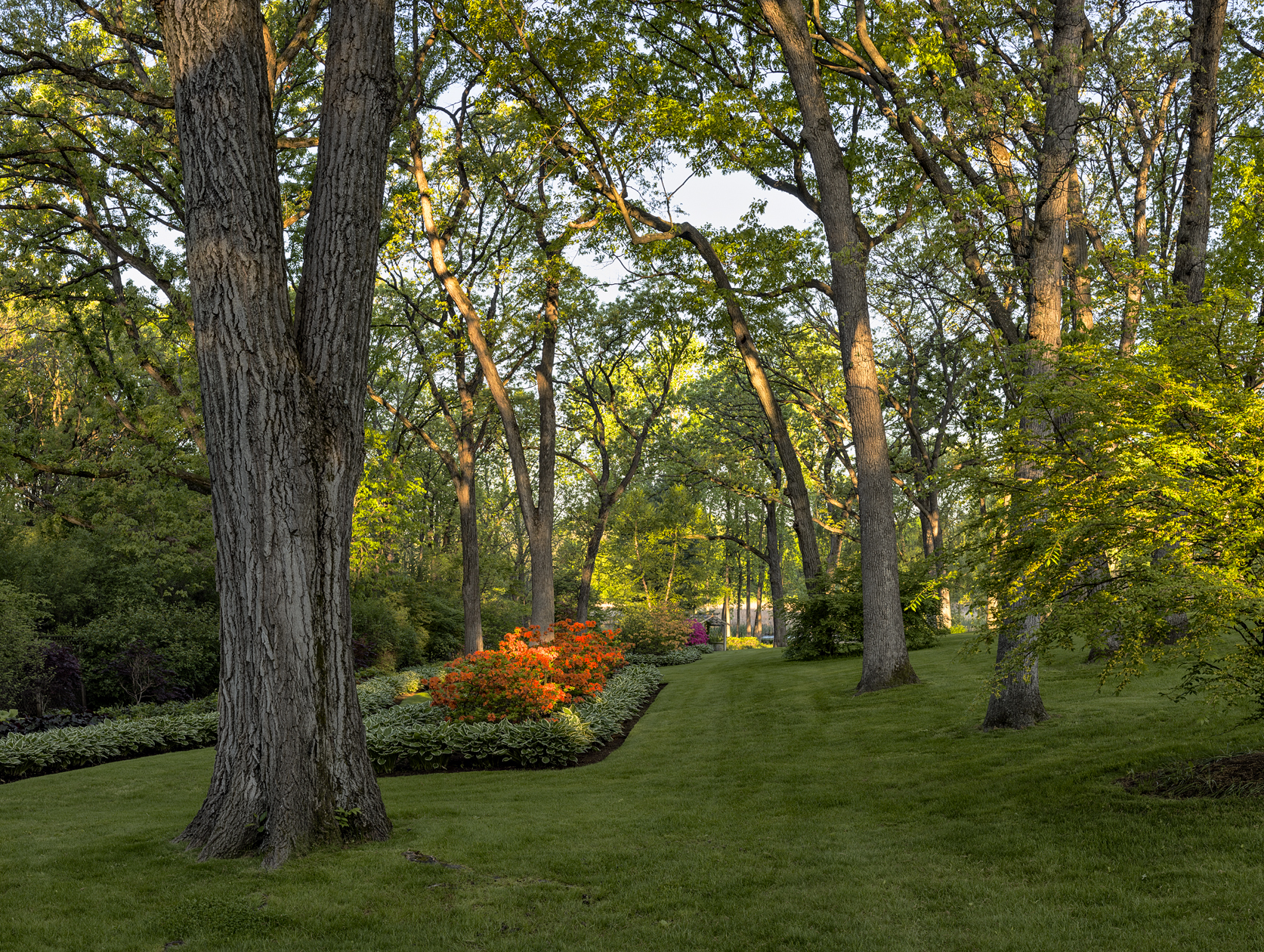 Mornings with the Oaks