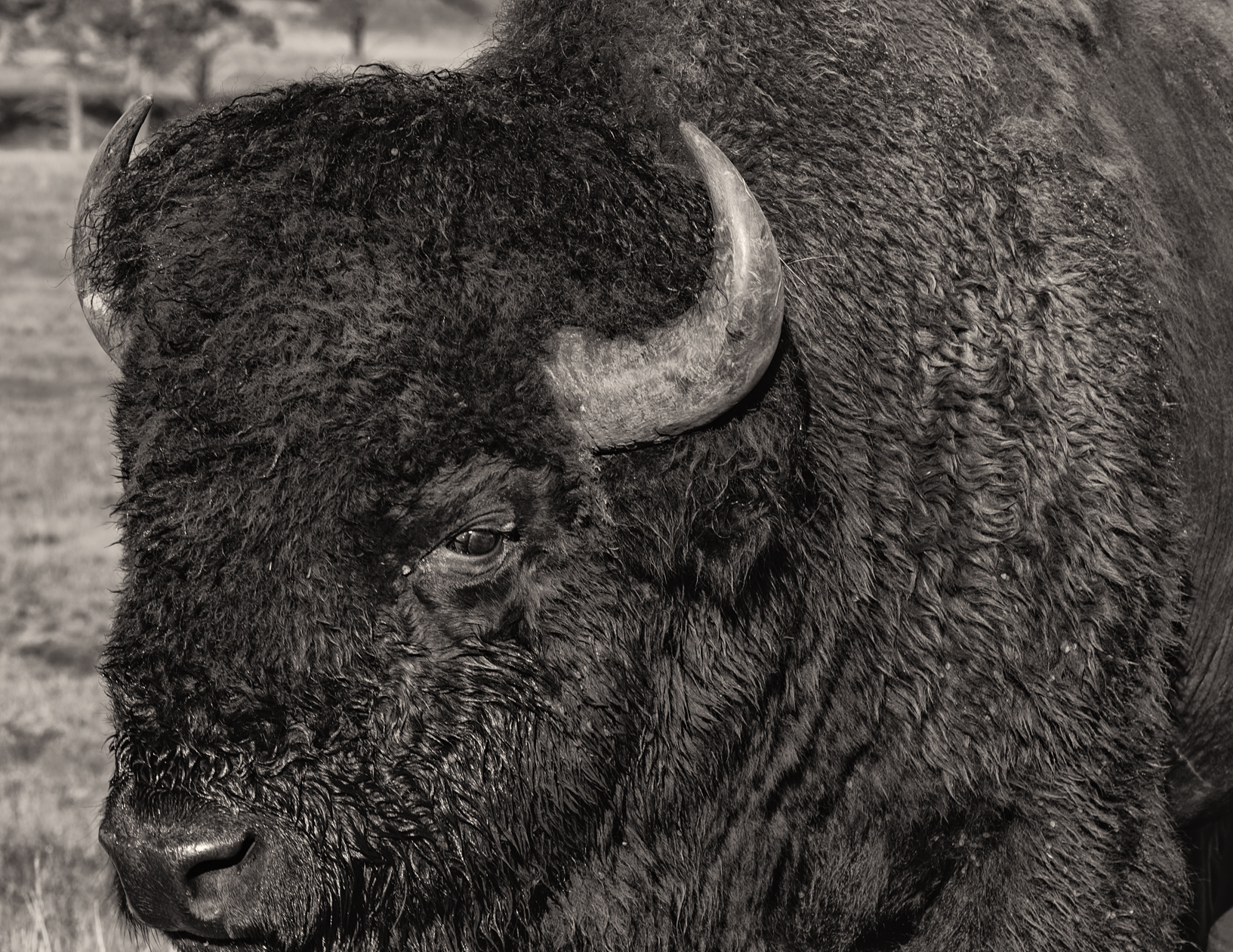 Mountain Dew Morning