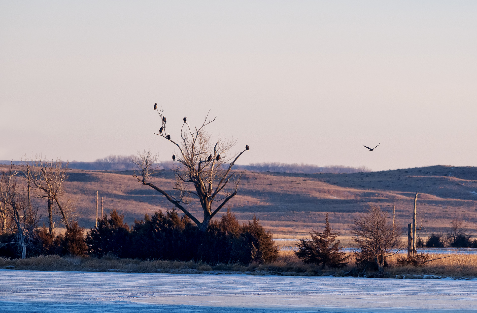 Neighborhood Bullies