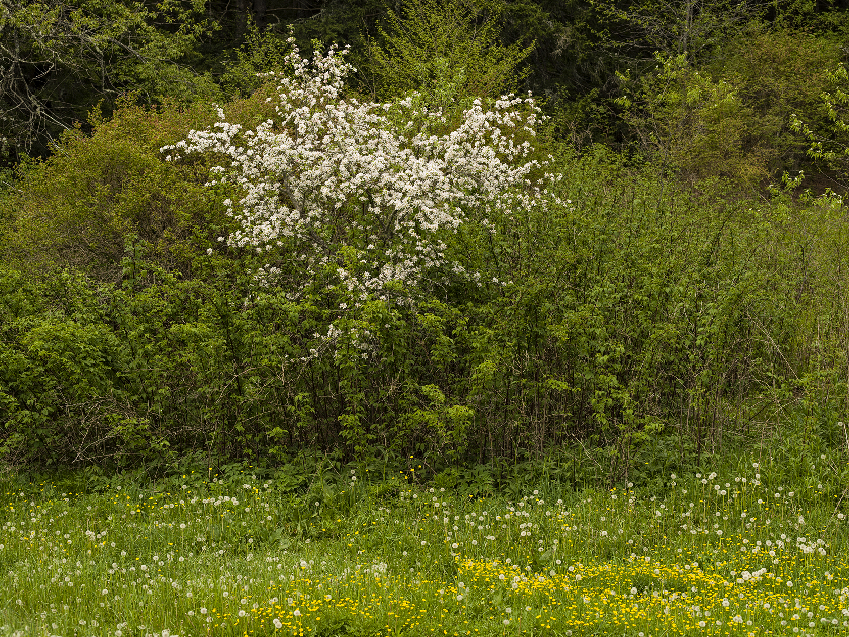 Newfound Gap Afternoon