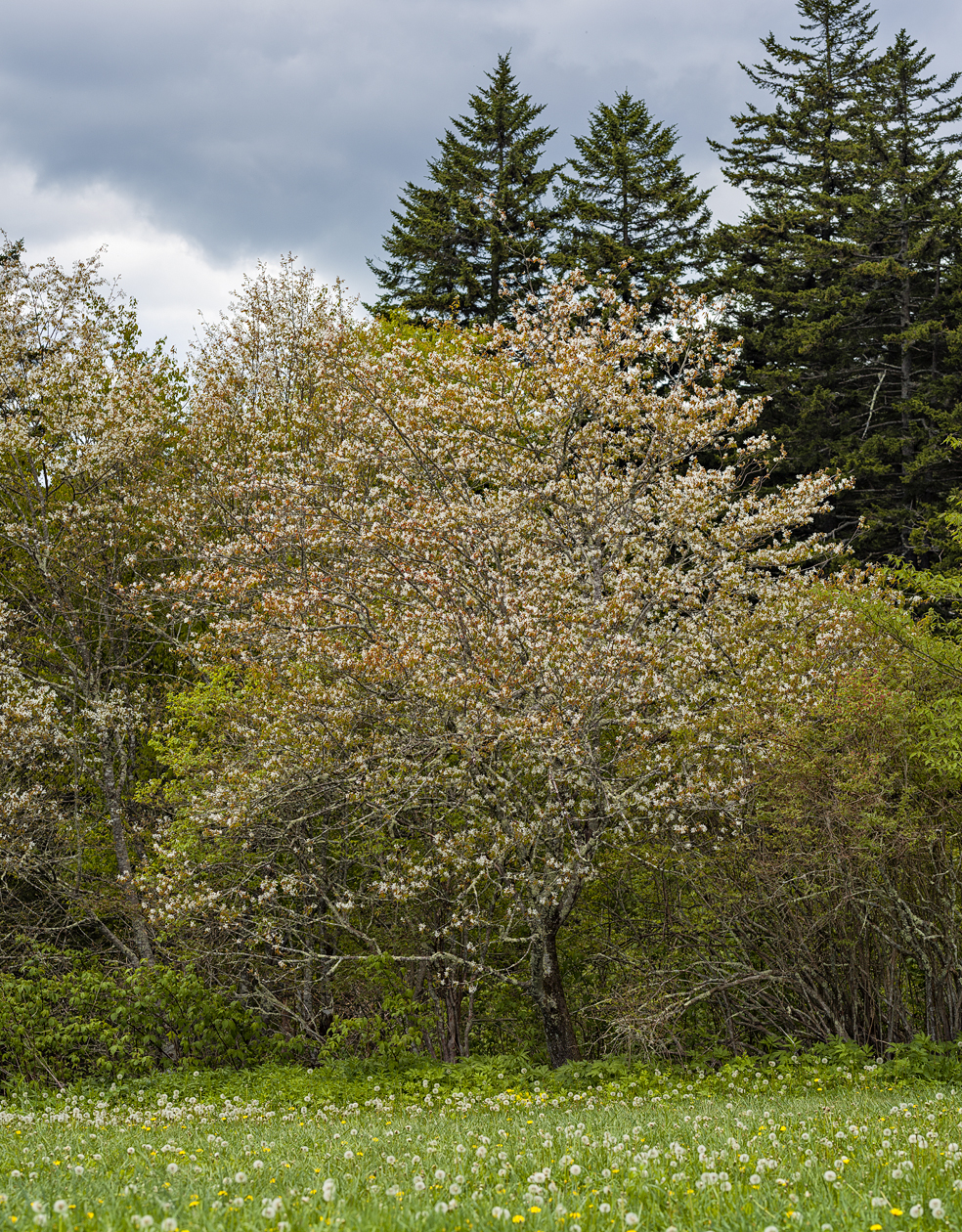 Newfound Gap Afternoon II