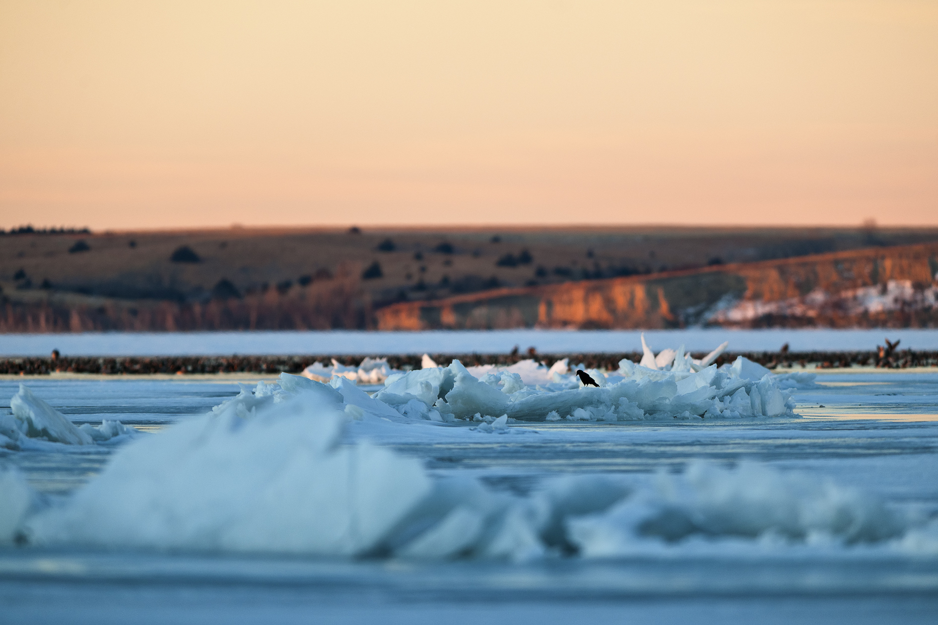 Nothing to Crow About