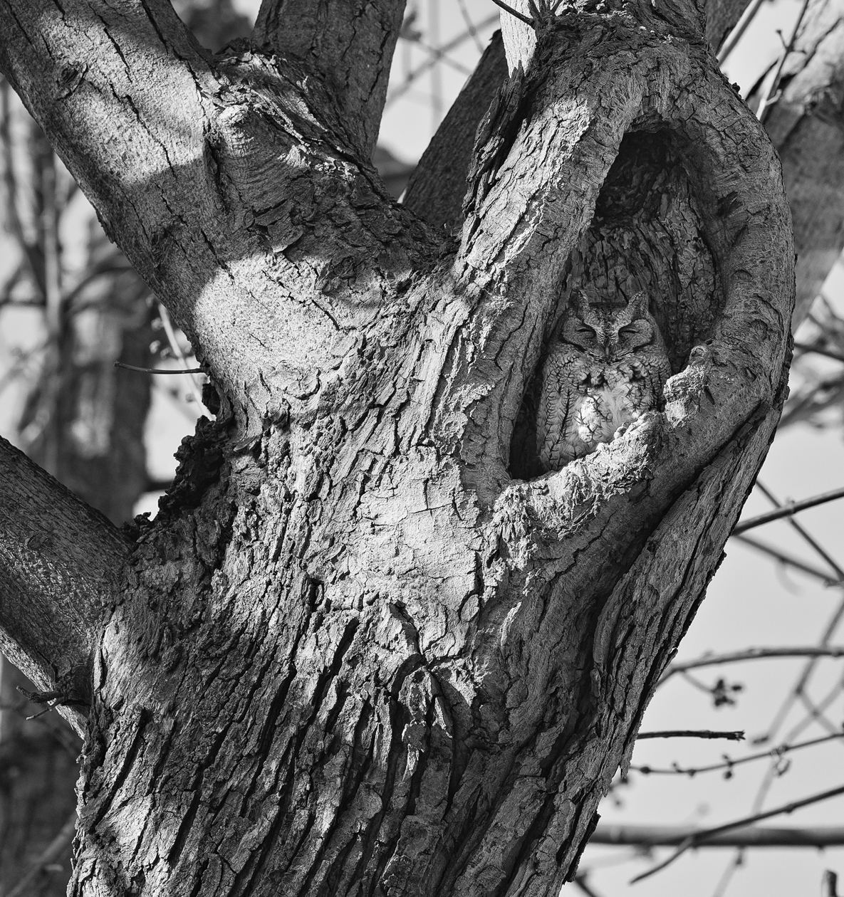 Nothing to Hoot About