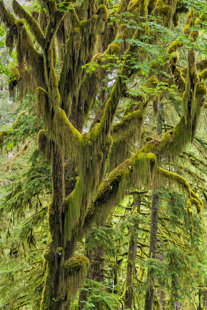 Olympic Forest Afternoon