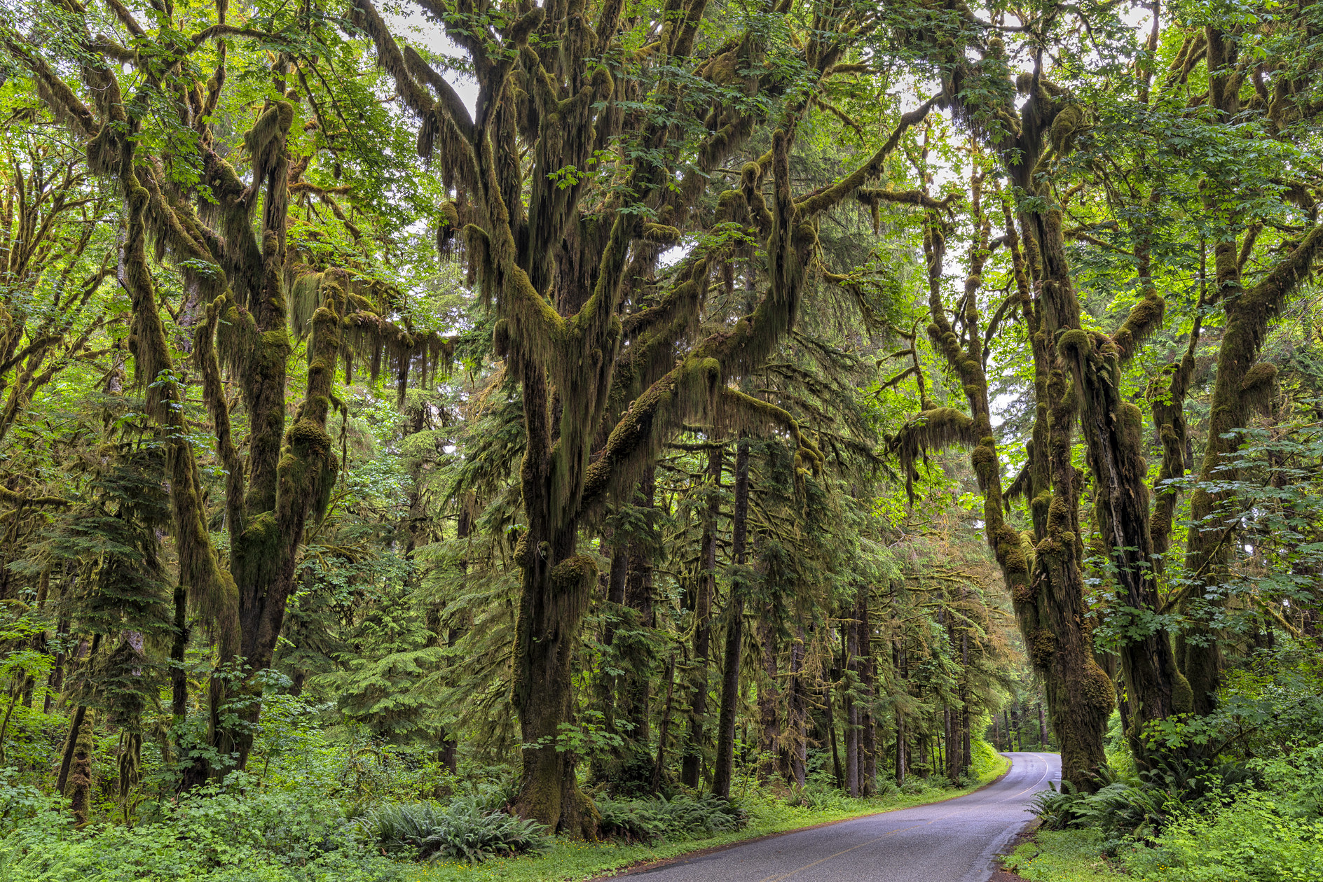 Olympic Forest Afternoon II