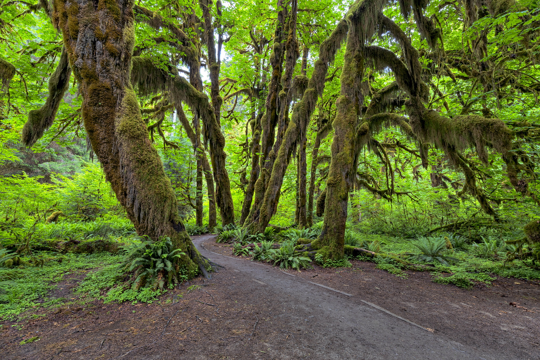 Olympic Forest Afternoon III