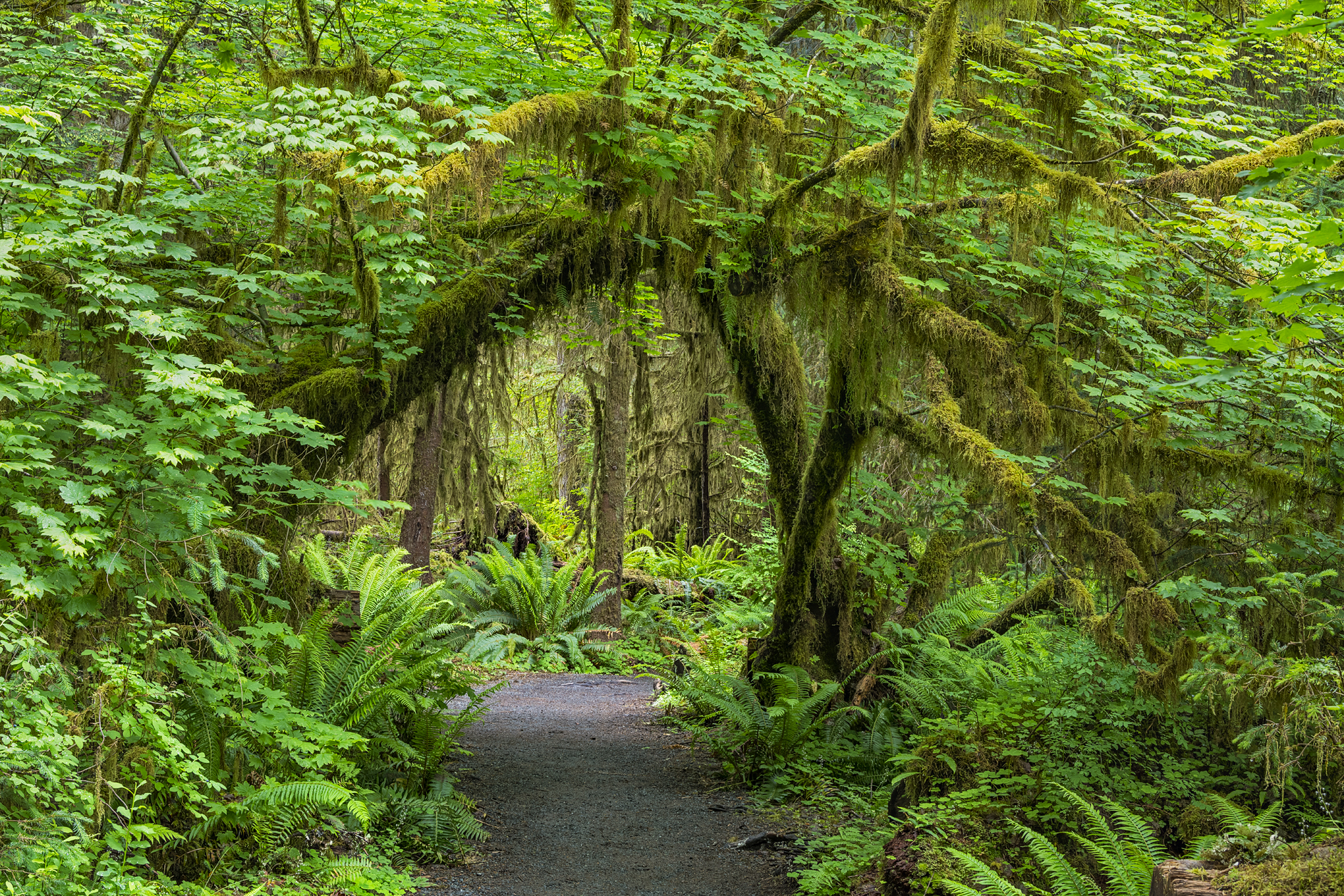 Olympic Forest Afternoon IV