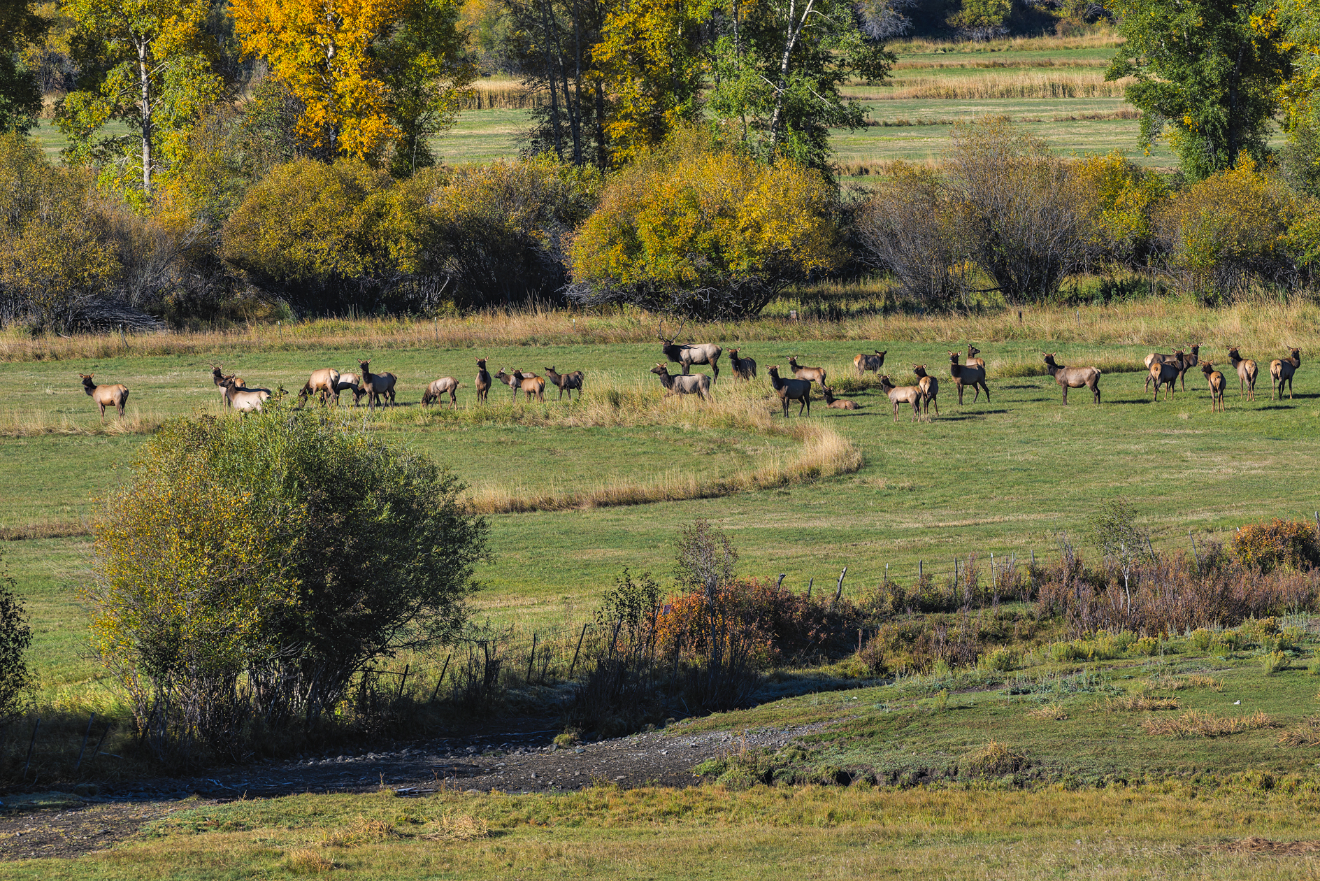 On a Morning Meadow