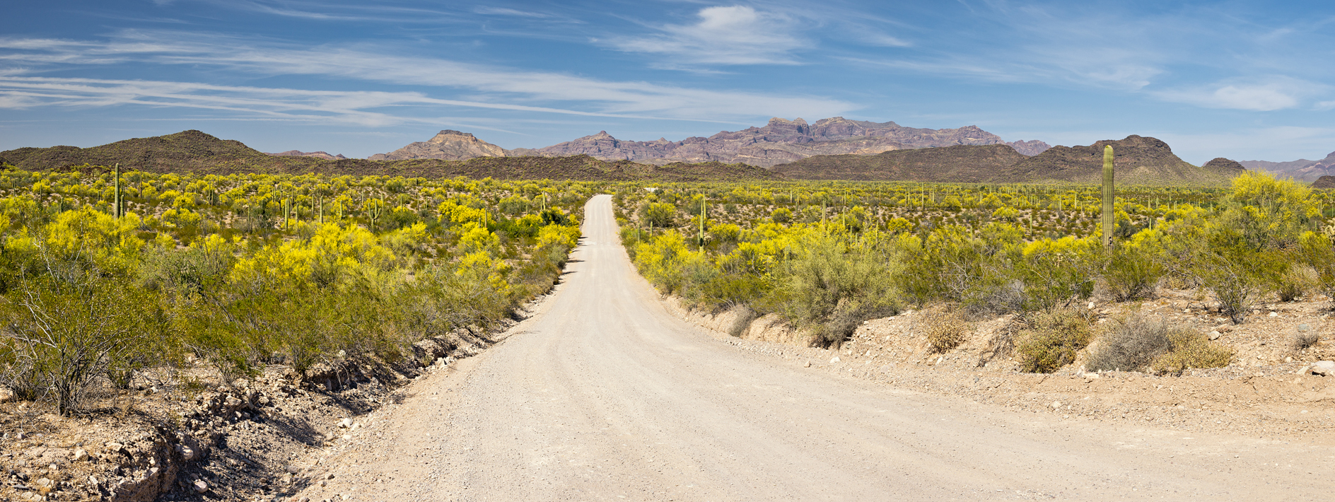 On Ajo Mountain Drive II