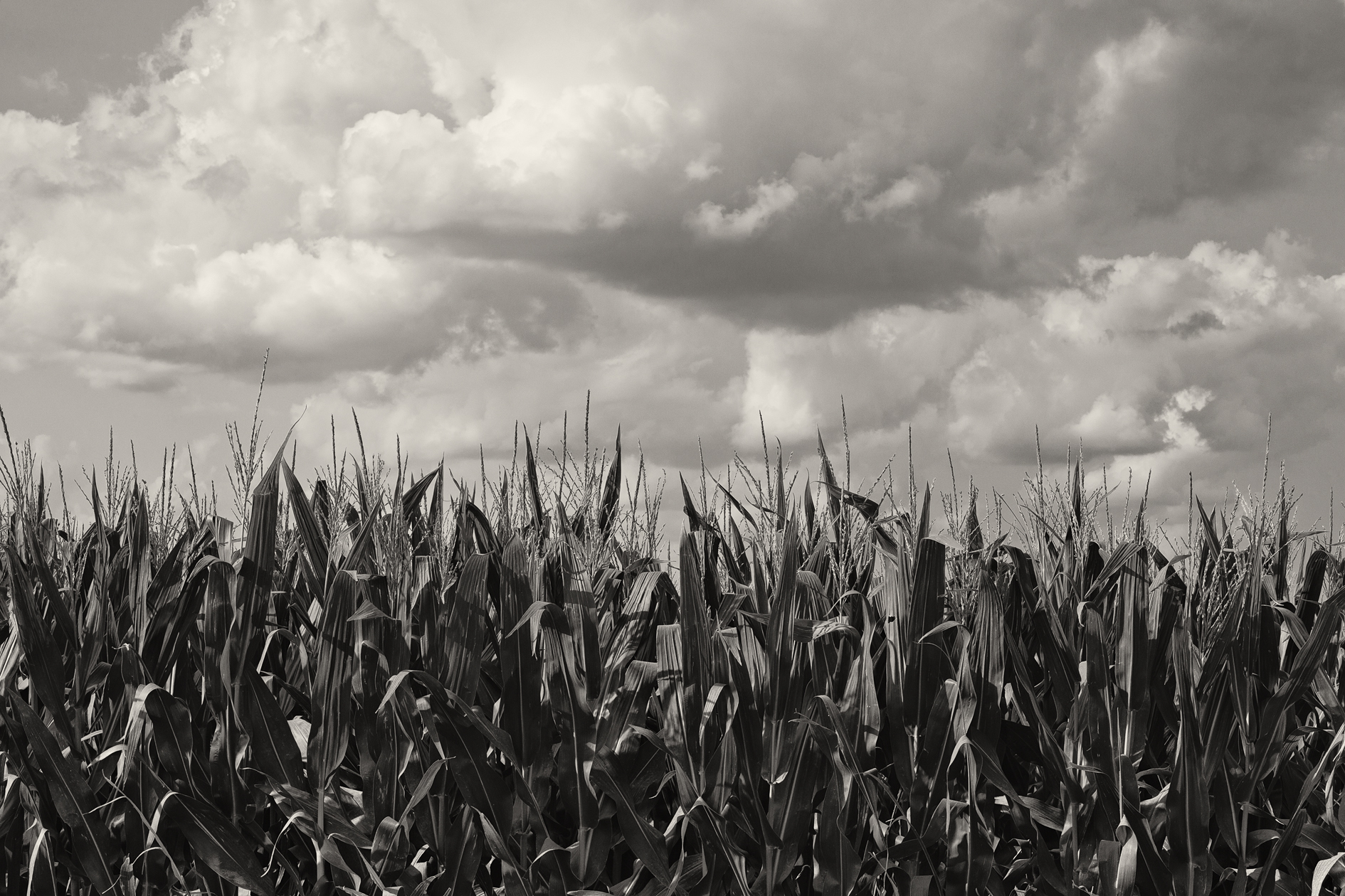 On the Missouri Bottoms