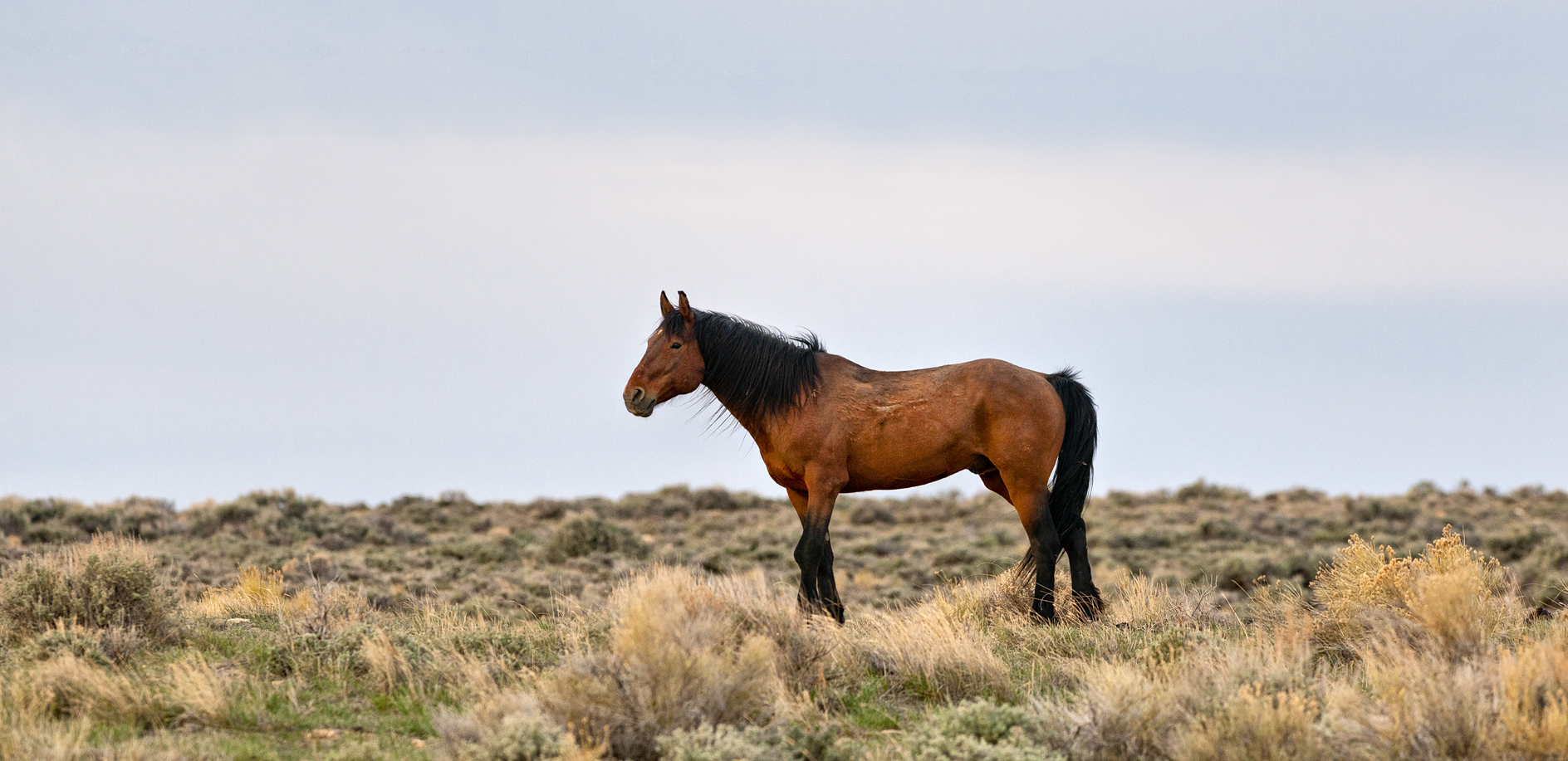 On Wild Horse Ridge
