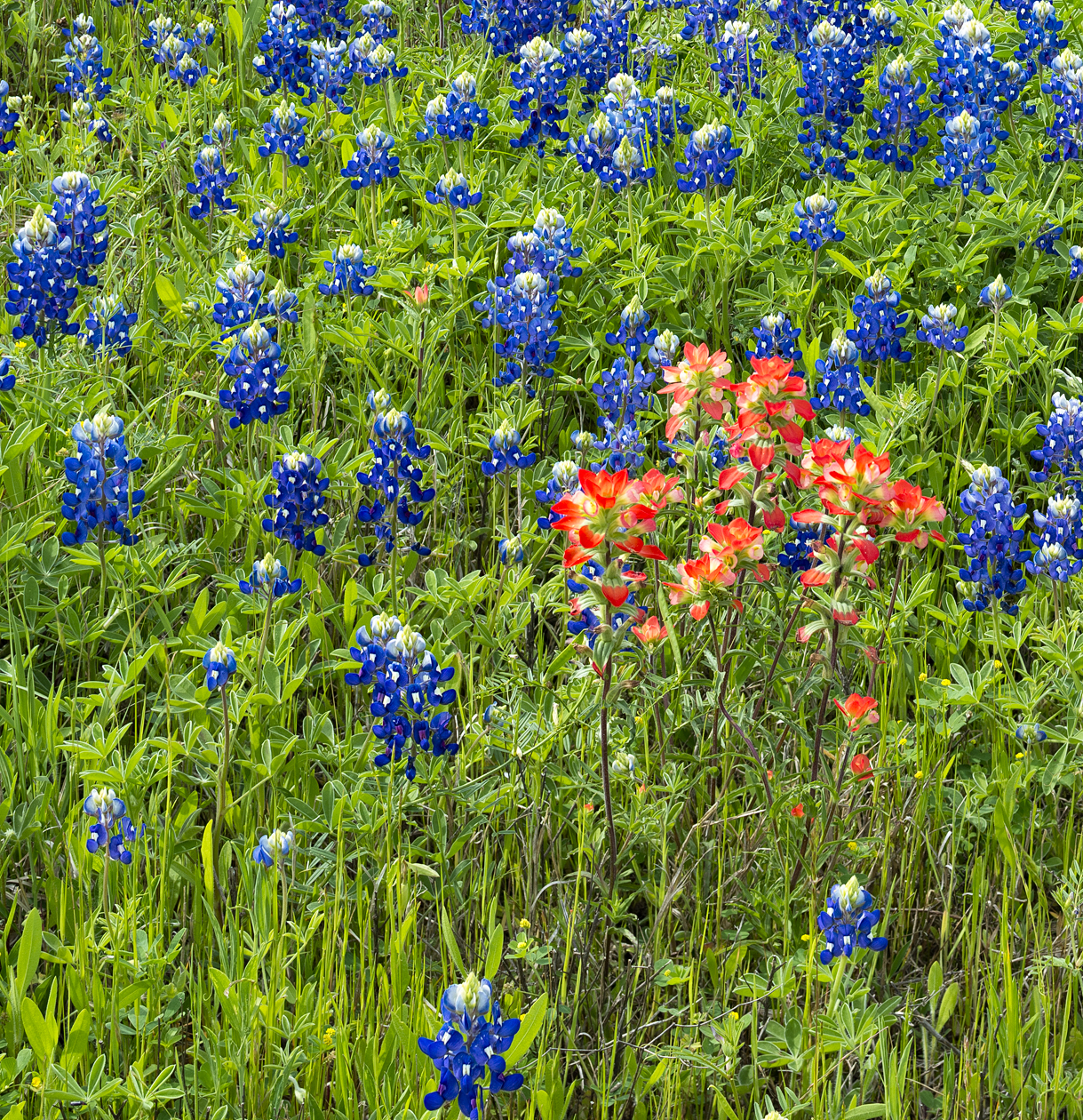 Painting the Pasture