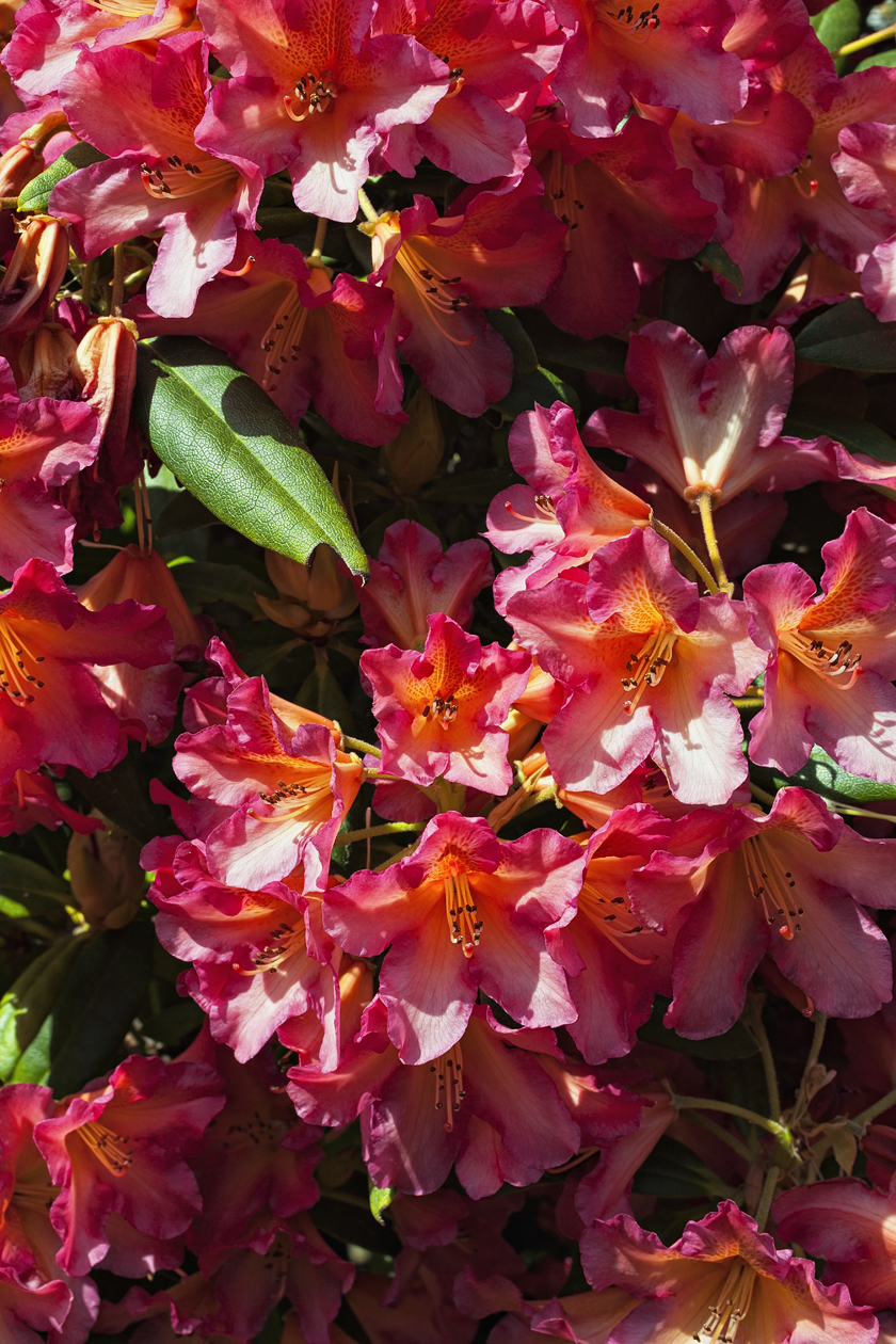 Passionate About Rhodies