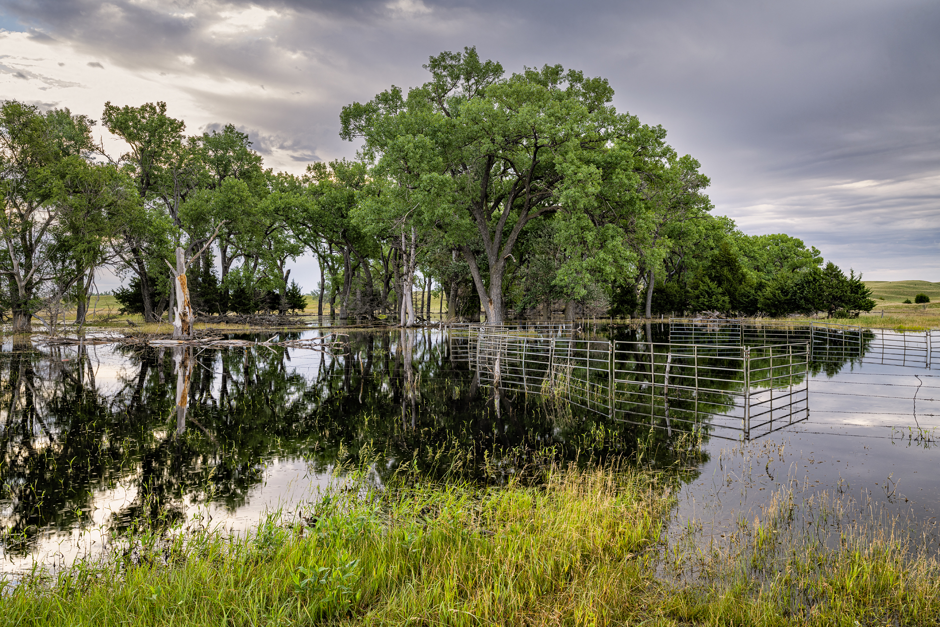 Pasture Reflections II