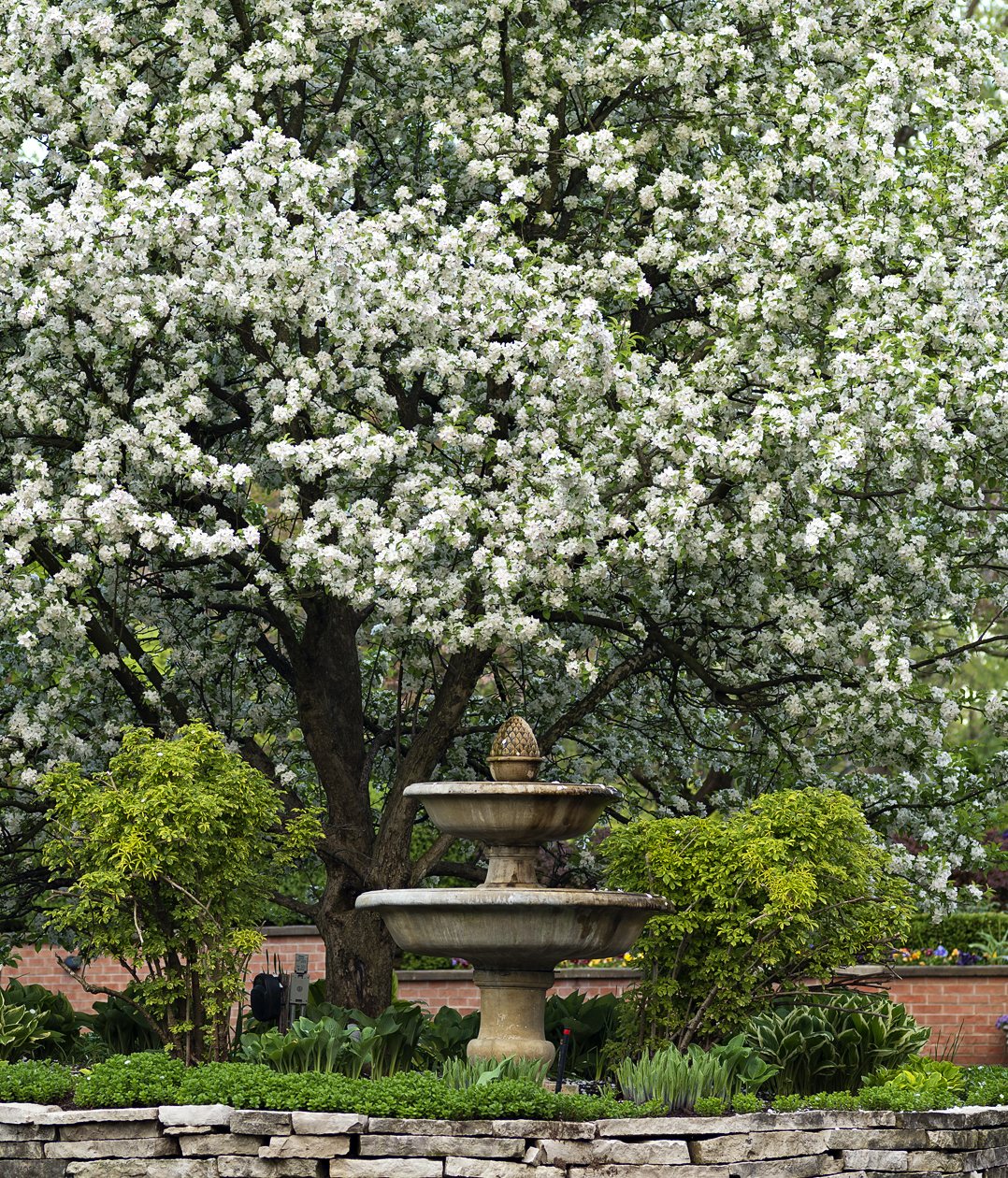 Petals in the Fountain