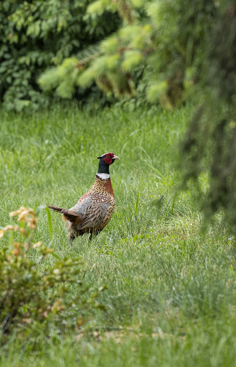 Pheasant Evening