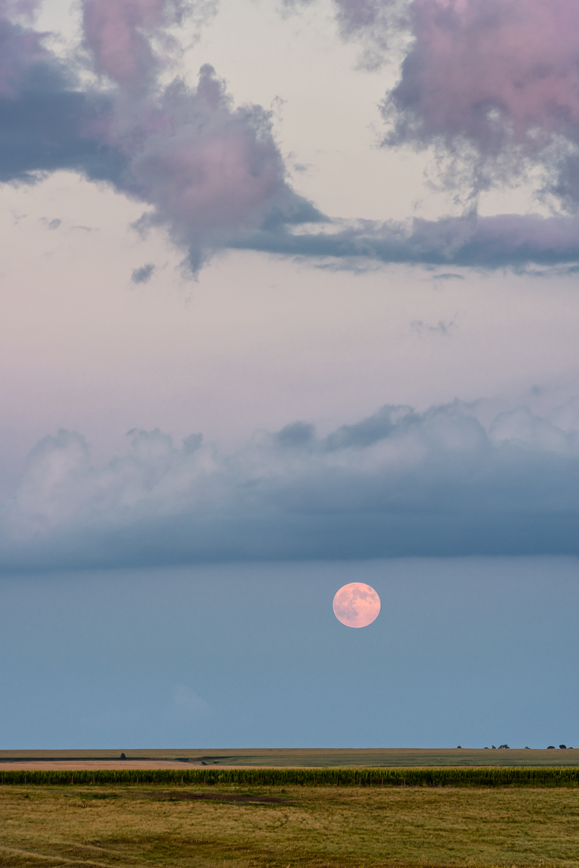Pink Moon